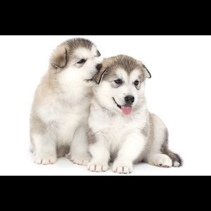 Meet your Posher, Dustin